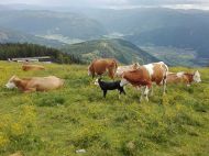 Landwirtschaft_Unternberg